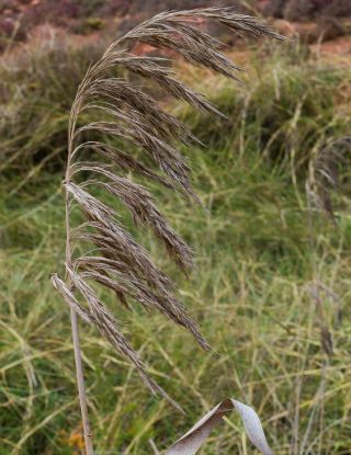Phragmites australis (Cav.) Steud. [5/8]
