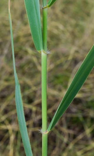 Phragmites australis (Cav.) Steud. [6/8]