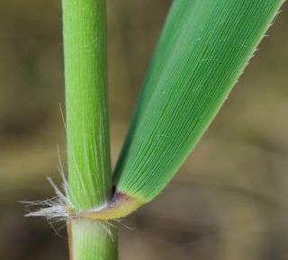 Phragmites australis (Cav.) Steud. [7/8]