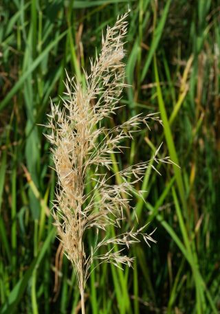 Phragmites australis (Cav.) Steud. [8/8]
