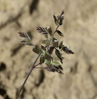 Poa alpina subsp. atlantica (Trab.) Romo [4/7]