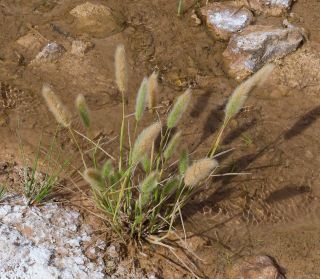 Polypogon sp. [7/7]