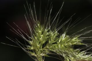 Polypogon subspathaceus Req. [2/7]