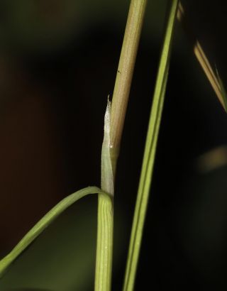 Polypogon subspathaceus Req. [4/7]
