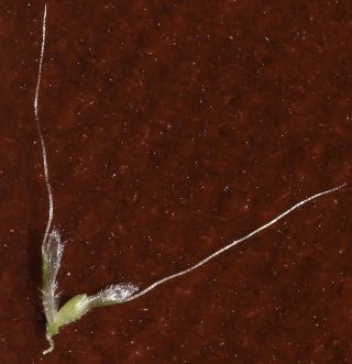 Polypogon subspathaceus Req. [7/7]