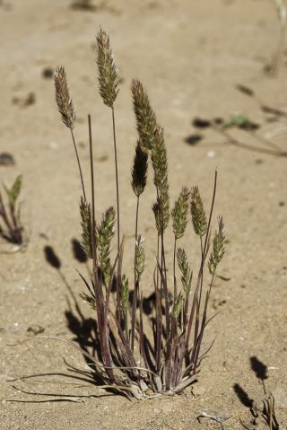 Rostraria cristata (L.) Tzvelev [2/6]