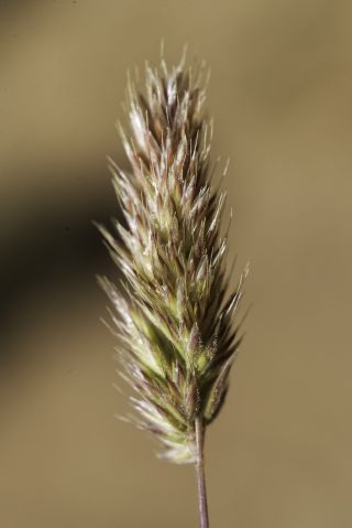 Rostraria cristata (L.) Tzvelev [3/6]