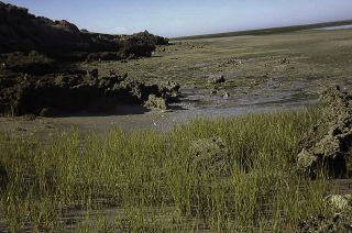 Spartina maritima (Curtis) Fernald [1/2]