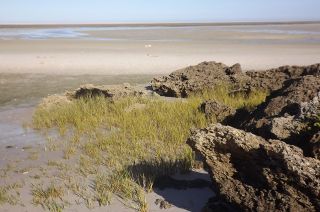 Spartina maritima (Curtis) Fernald [2/2]