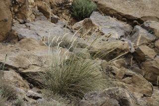 Stipa nitens Ball [1/8]