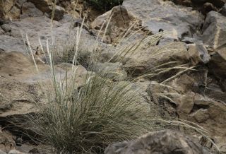 Stipa nitens Ball [2/8]