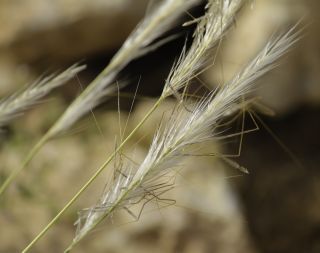 Stipa nitens Ball [3/8]