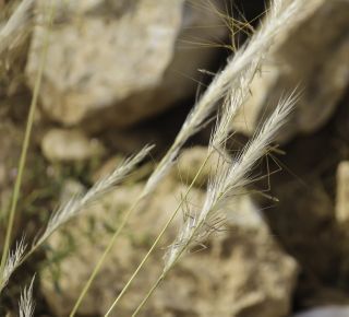 Stipa nitens Ball [4/8]