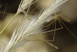 Stipa nitens Ball [5/8]