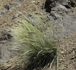 Stipa nitens Ball [6/8]