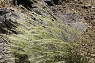 Stipa nitens Ball [7/8]