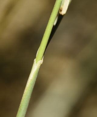 Stipa nitens Ball [8/8]