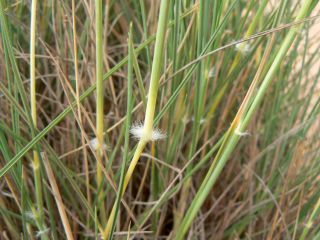 Stipagrostis ciliata (Desf.) De Winter [4/13]