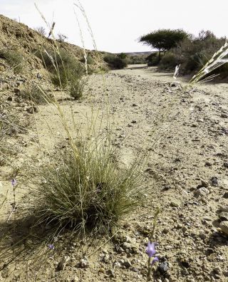 Stipagrostis ciliata (Desf.) De Winter [9/13]