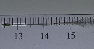 Stipagrostis obtusa (Delile) Nees [10/14]