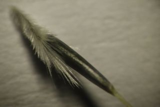 Stipagrostis obtusa (Delile) Nees [11/14]