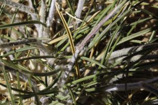 Stipagrostis plumosa (L.) Munro ex T. Anderson subsp. plumoa [5/12]
