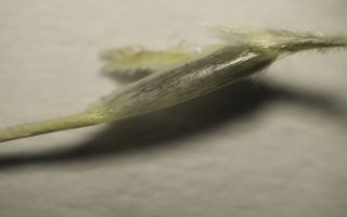 Stipagrostis plumosa (L.) Munro ex T. Anderson subsp. plumoa [11/12]