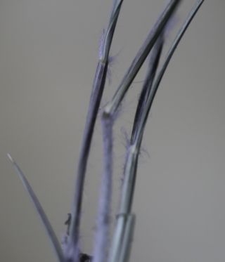 Stipagrostis plumosa subsp. seminuda (Trin. & Rupr.) H. Scholz [6/12]