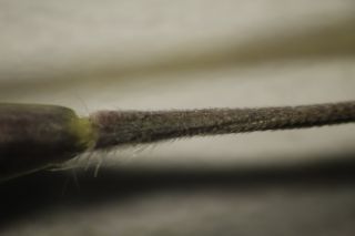 Stipagrostis plumosa subsp. seminuda (Trin. & Rupr.) H. Scholz [12/12]