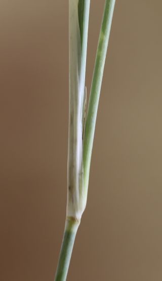Stipagrostis sahelica (Trab.) De Winter [4/11]