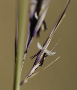 Stipagrostis sahelica (Trab.) De Winter [5/11]
