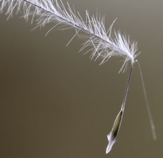Stipagrostis sahelica (Trab.) De Winter [11/11]