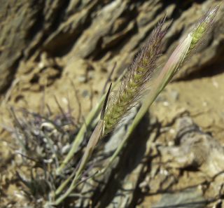 Tetrapogon villosus Desf. [5/6]