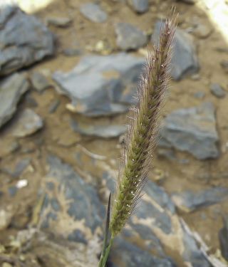 Tetrapogon villosus Desf. [6/6]