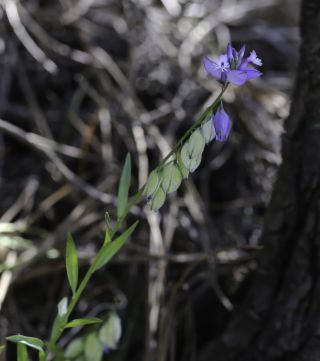 Polygala baetica Willk. [1/8]