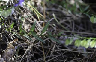 Polygala baetica Willk. [2/8]