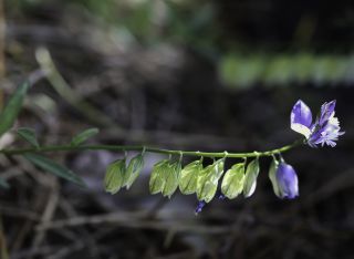 Polygala baetica Willk. [3/8]