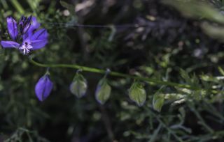 Polygala baetica Willk. [4/8]