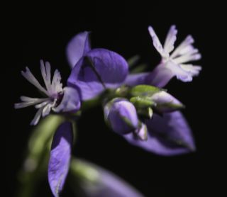 Polygala baetica Willk. [5/8]