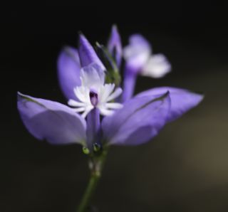 Polygala baetica Willk. [6/8]