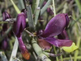 Polygala balansae Cosson [2/13]