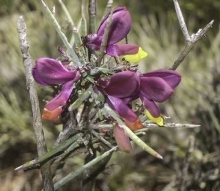 Polygala balansae Cosson [6/13]