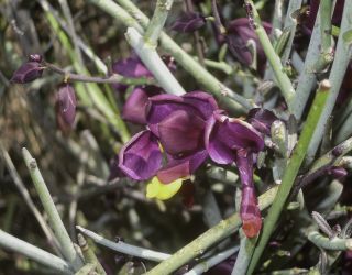 Polygala balansae Cosson [8/13]