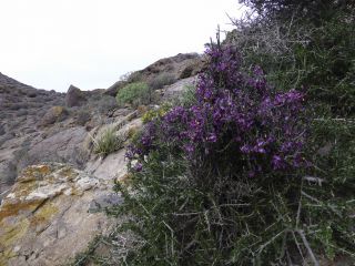 Polygala balansae Cosson [11/13]