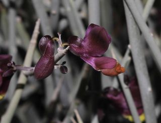 Polygala balansae Cosson [12/13]