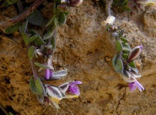 Polygala rupestris Pourret [2/10]