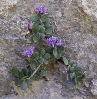 Polygala rupestris Pourret [3/10]