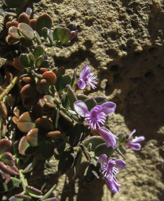 Polygala rupestris Pourret [4/10]