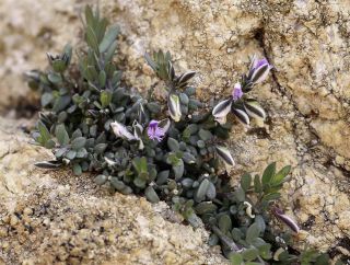 Polygala rupestris Pourret [5/10]