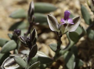 Polygala rupestris Pourret [6/10]